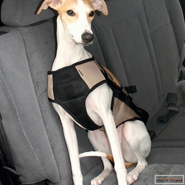 Cinturon de seguridad para perros
