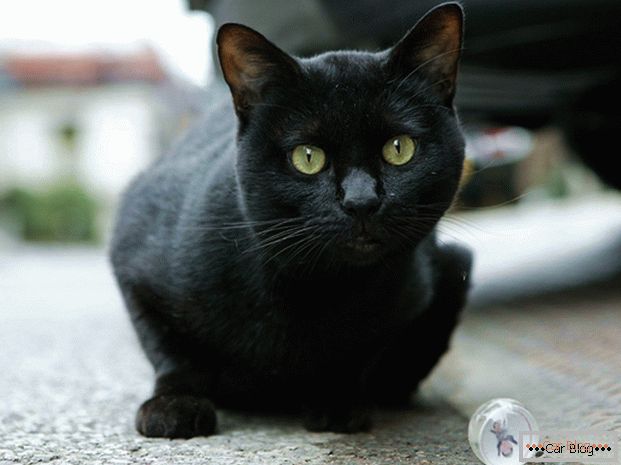 Gato negro en la carretera - al accidente