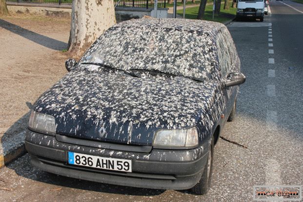 Excrementos de pájaros en la carrocería del automóvil - para desperdiciar